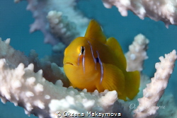 The Lemon Coral Goby (Gobiodon citrinus) by Oksana Maksymova 